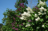 2026_05_10-09_18_46.jpg
