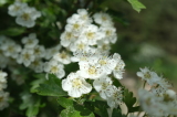 2026_05_17-14_05_14.jpg