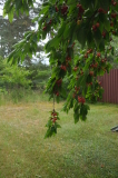 2026_06_14-12_41_25.jpg